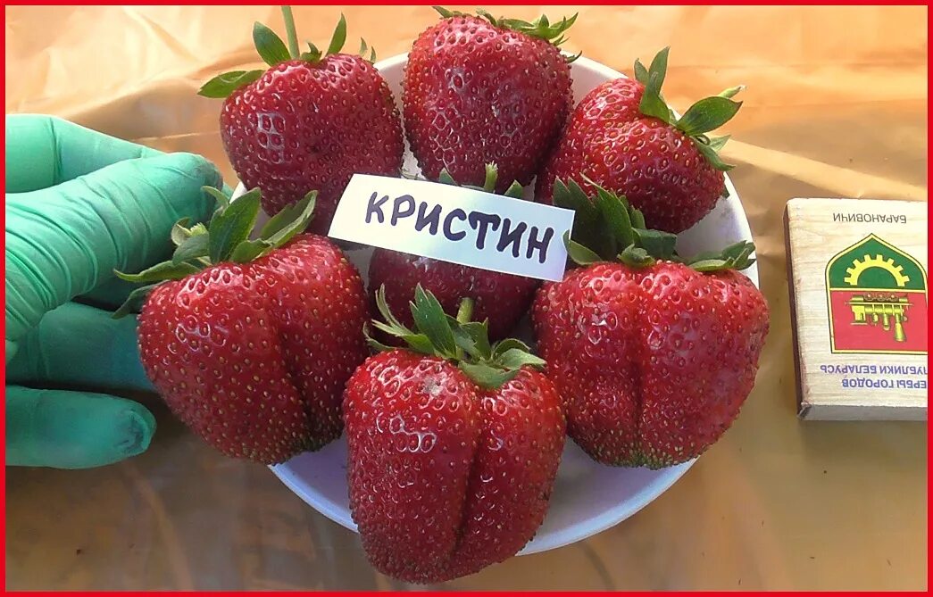 Крупные и сладкие сорта клубники