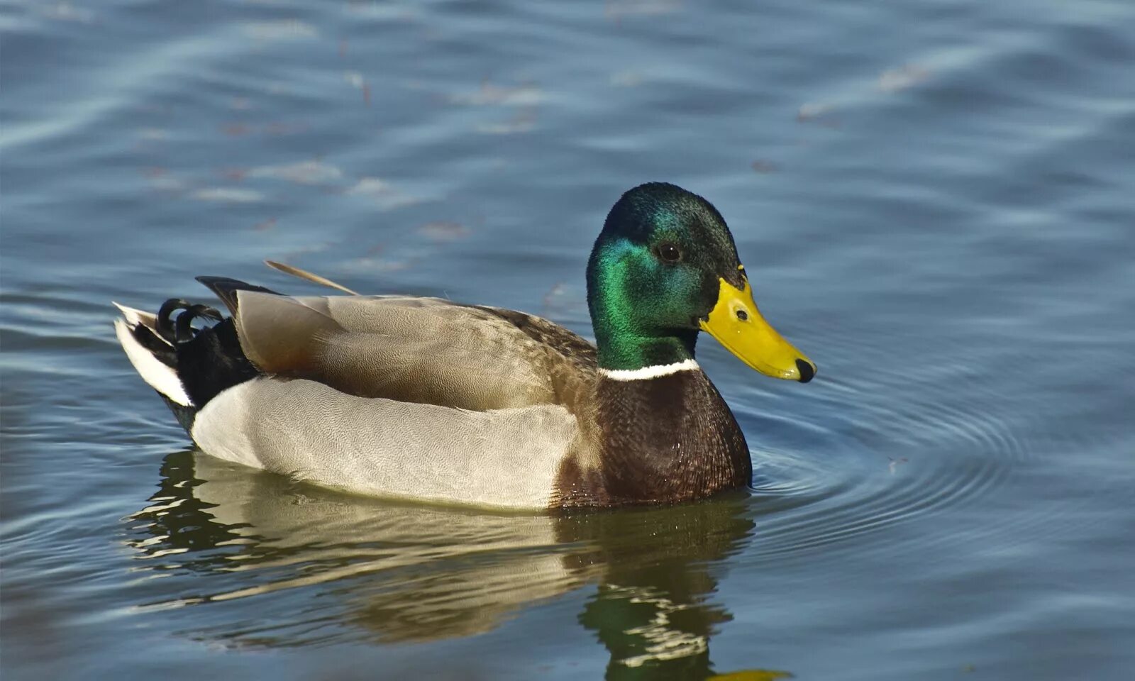 Молодой селезень кряквы. Duck. Обои на рабочий стол утки. Mallard.