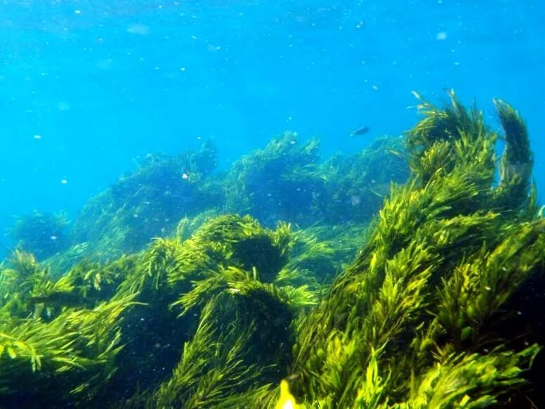 Океанические водоросли. Бентосные водоросли. Зеленые морские водоросли. Фитобентос водоросли. Океанские водоросли.