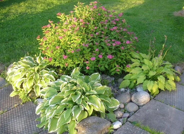 Conifers Front Garden Flickr - Photo Sharing! Conifers garden, Vegetable garden 