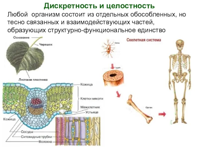 Свойства живых организмов дискретность и целостность. Свойства живых организмов дискретность. Дискретность в биологии примеры. Дискретность и целостность в биологии.