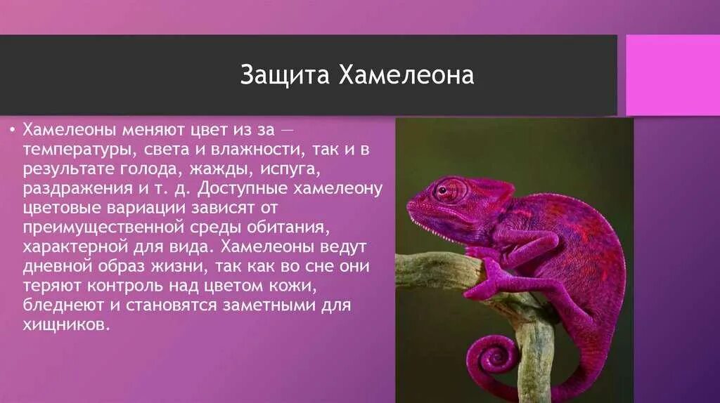 Хамелеон ответы на вопросы. Характеристика хамелеона. Хамелеон презентация. Хамелеон описание. Рассказ хамелеон.