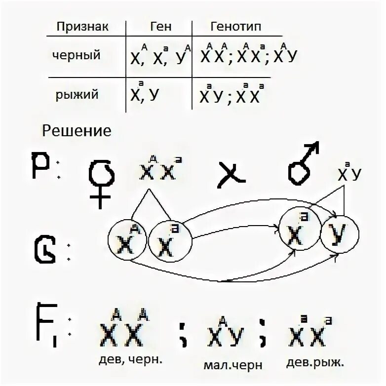 Генотип черепаховой кошки. Черепаховая окраска генотип. От черепаховой кошки родились один черепаховый. Неполное доминирование черепаховая окраска.