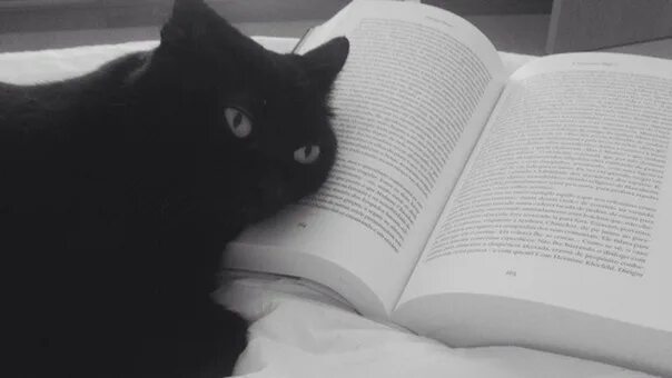 Ктом. Черный кот с книгой. Коты Эстетика. Чёрные коты Эстетика. Черно белые котики Эстетика.