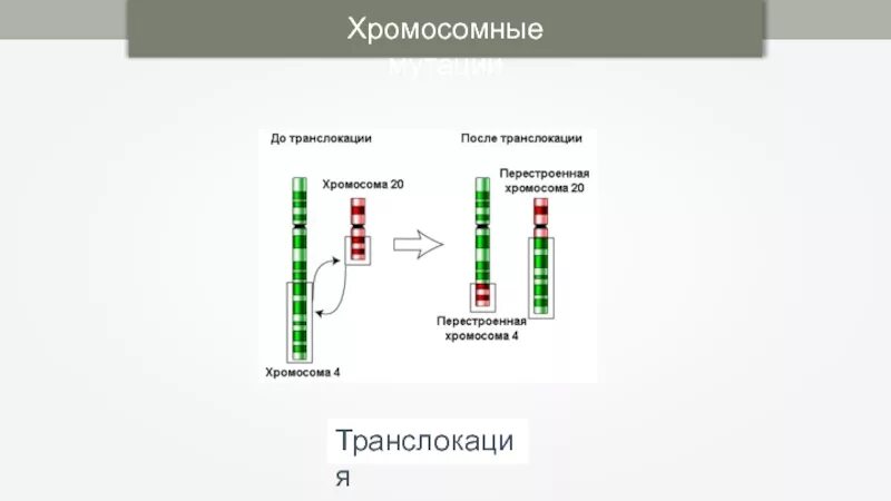 Транслокация генетический механизм. Реципрокная транслокация. Транслокация хромосом схема. Транслокация гена. Хромосомные мутации транслокация.
