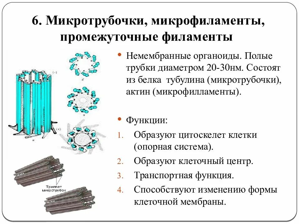 Функции органоидов цитоскелет. Микротрубочки и микрофиламенты строение и функции. строение и функции микротрубочек. строение органоида микротрубочки. строение и функции микротрубочек в клетке.