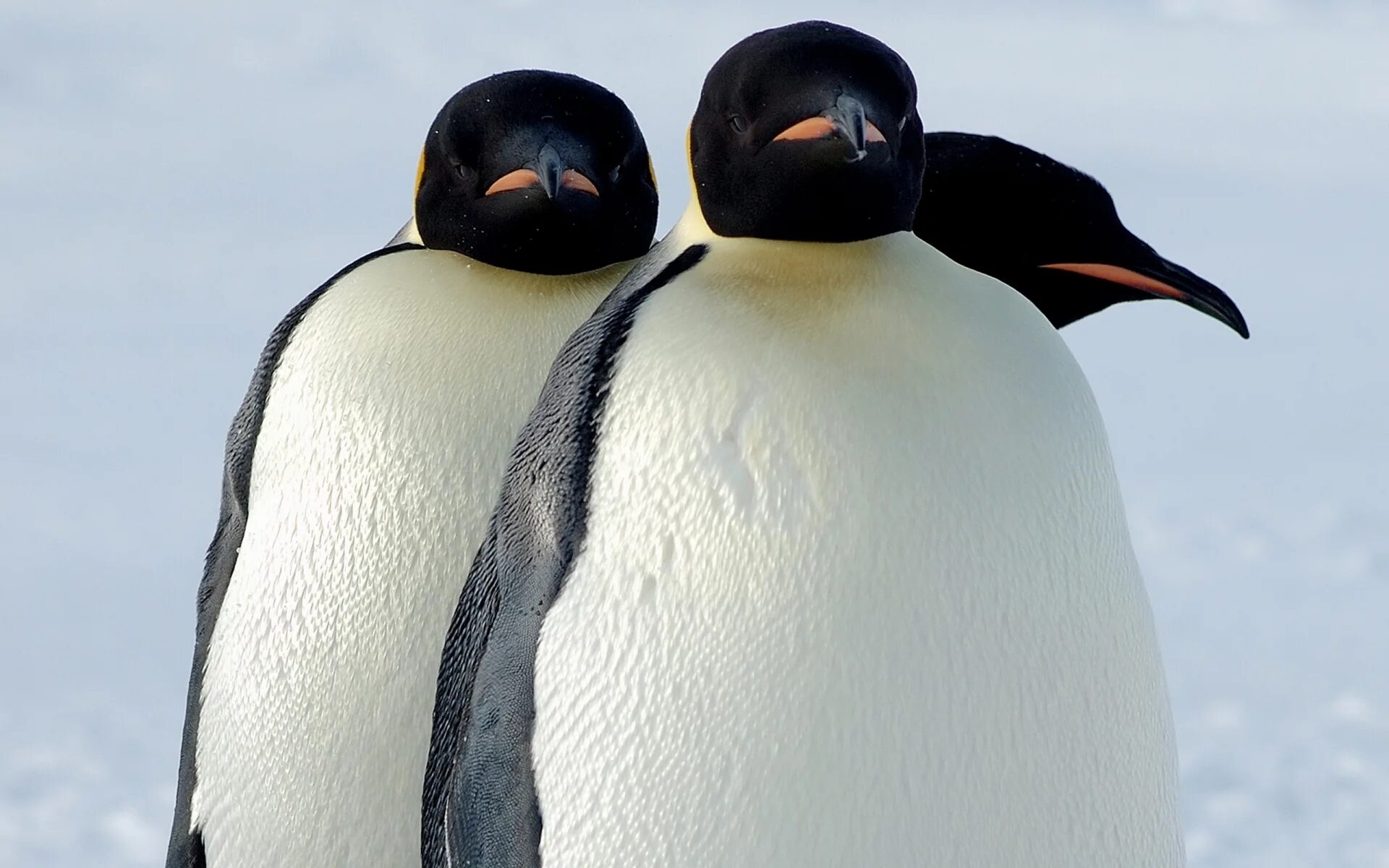 Emperor penguin. Императорский Пингвин в Антарктиде. Королевский Пингвин в Антарктиде. Пингвины Королевские Императорские. Пингвин Aptenodytes Demersa.