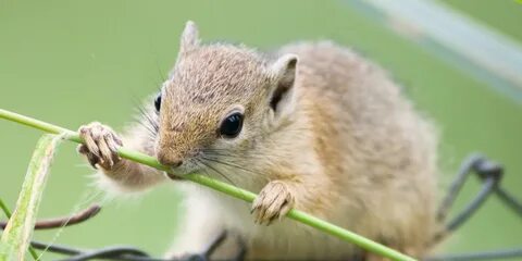 Nibble