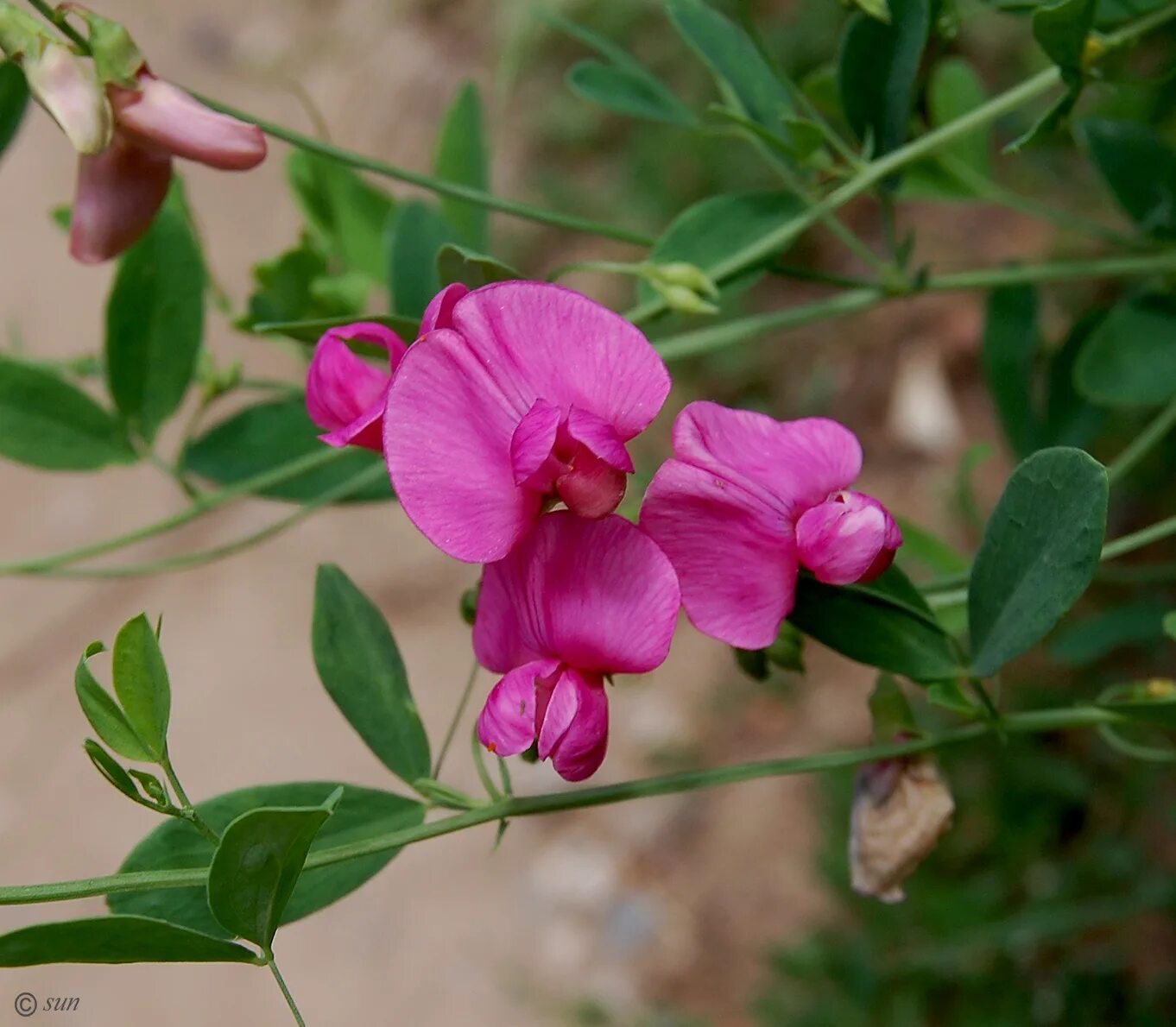 Растение чина клубненосная. Чина клубненосная Lathyrus tuberosus. Сорняк чина клубненосная. Lathyrus litvinovii.