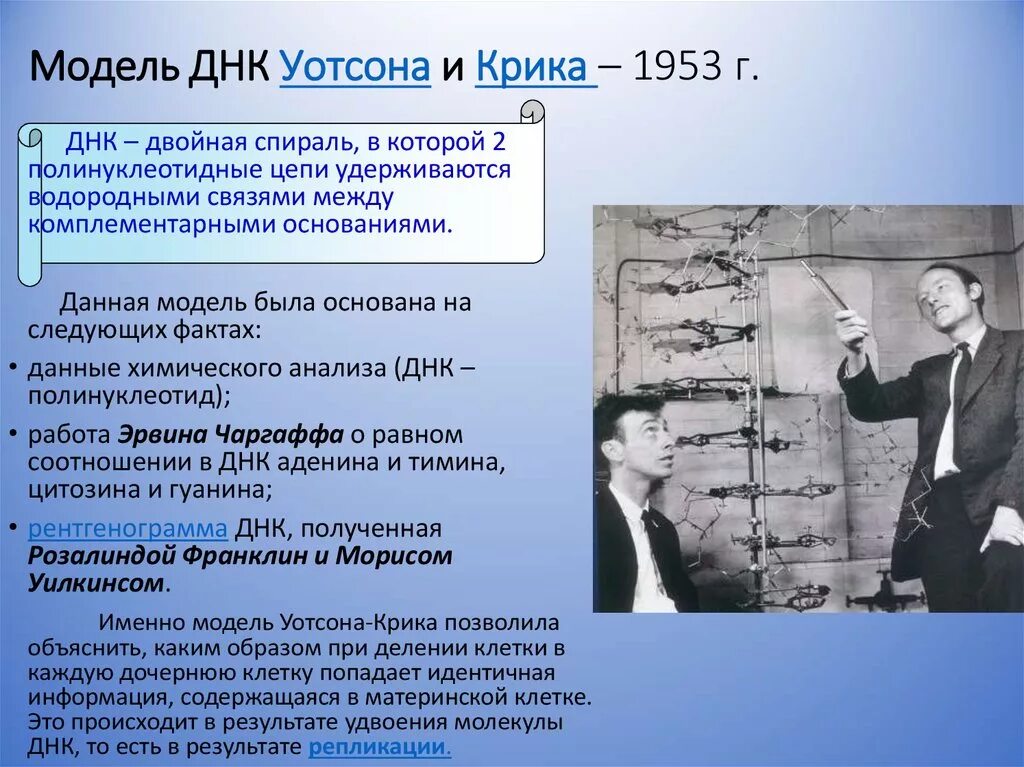 Открытые структуры днк. Открытие Джеймса Уотсона и крика. Трехмерная модель ДНК Джеймса Уотсона и Фрэнсиса крика. 1953 Дж Уотсон. 1953 Году Дж. Уотсон и ф. крик создали двуспиральную модель ДНК.