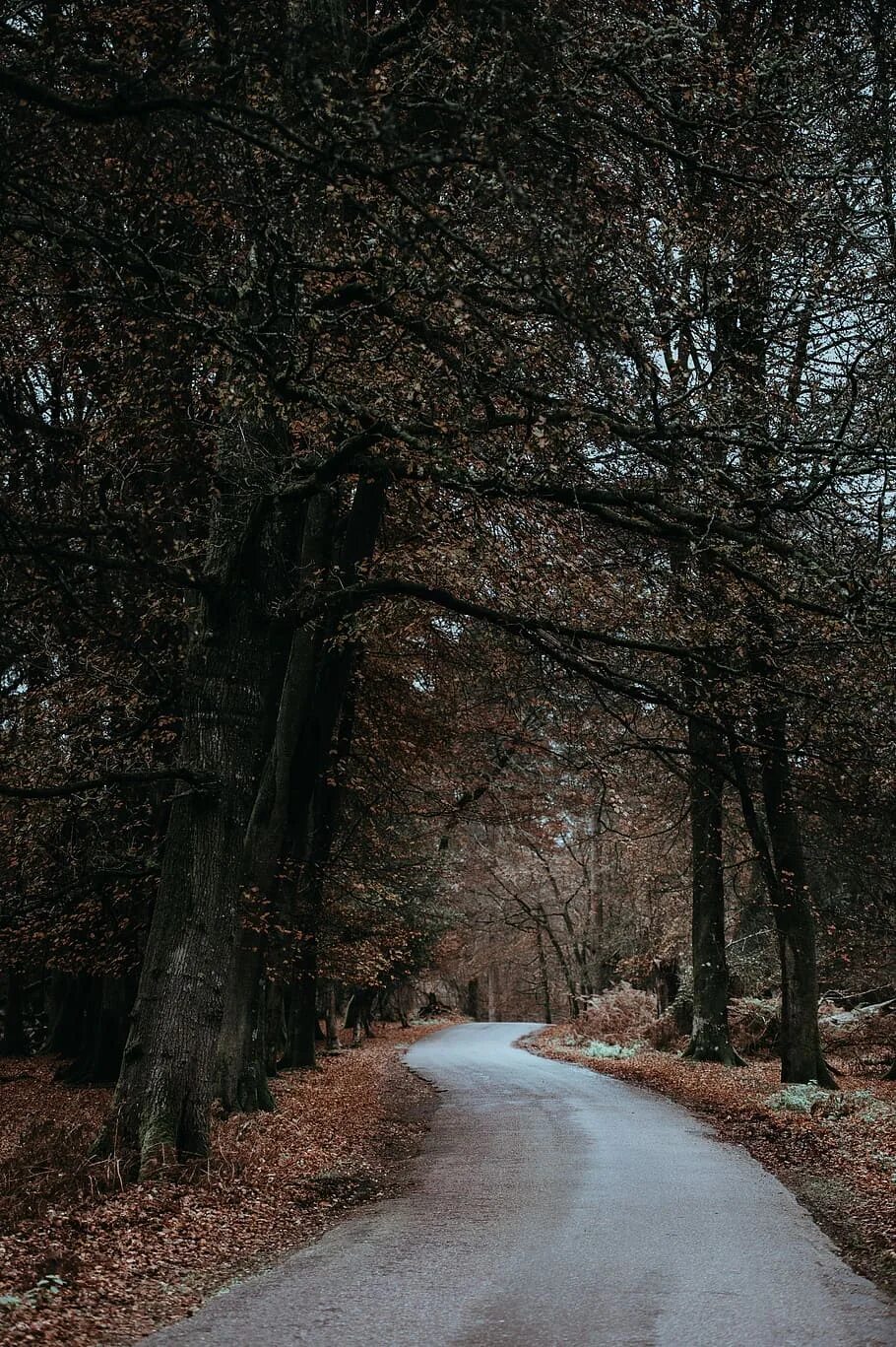 Between the trees