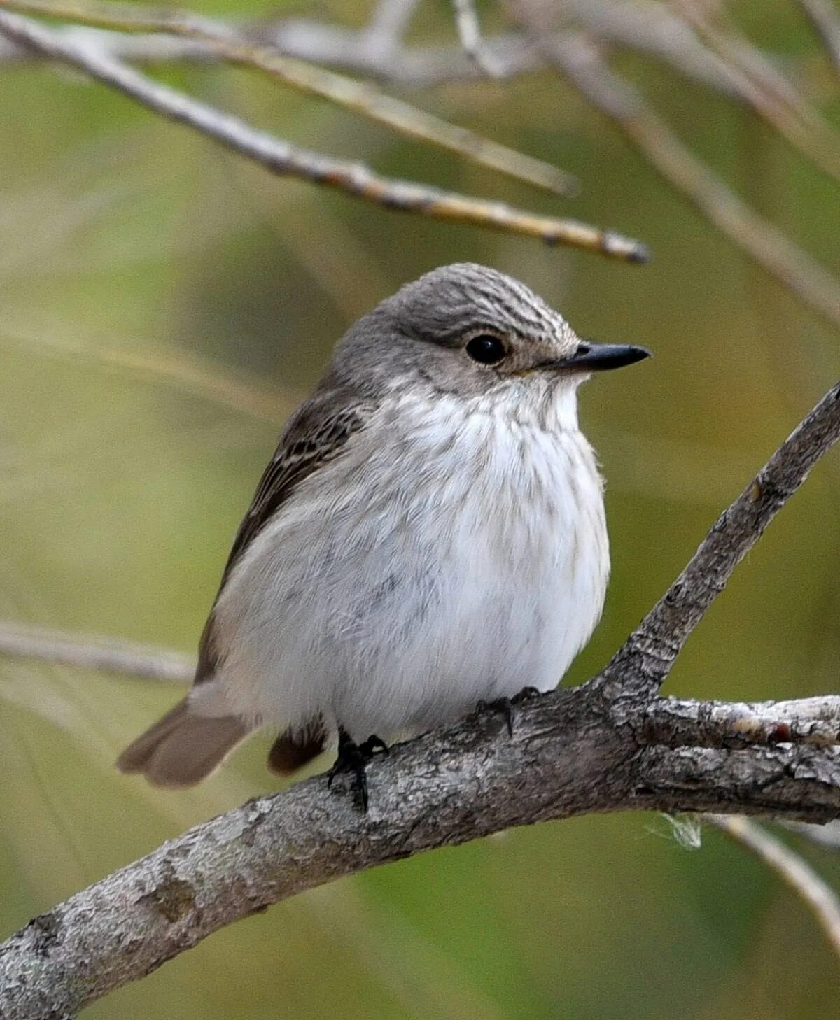 Прочитать серая птица. Серая мухоловка (Muscicapa striata). Мухоловка серая – Muscicapa striata (Pallas, 1764). Серая мухоловка juvenile. Белошейная мухоловка.