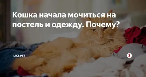 Почему котенок писать на кровать