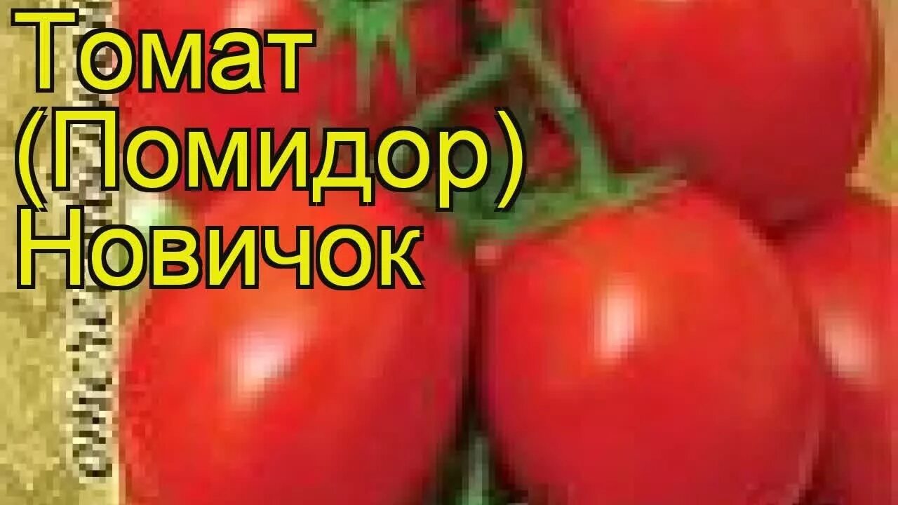 Томат новичок описание и отзывы урожайность характеристика. Томат новичок красный. Новичок томат описание. Томат новичок фото. Помидор новичок розовый.