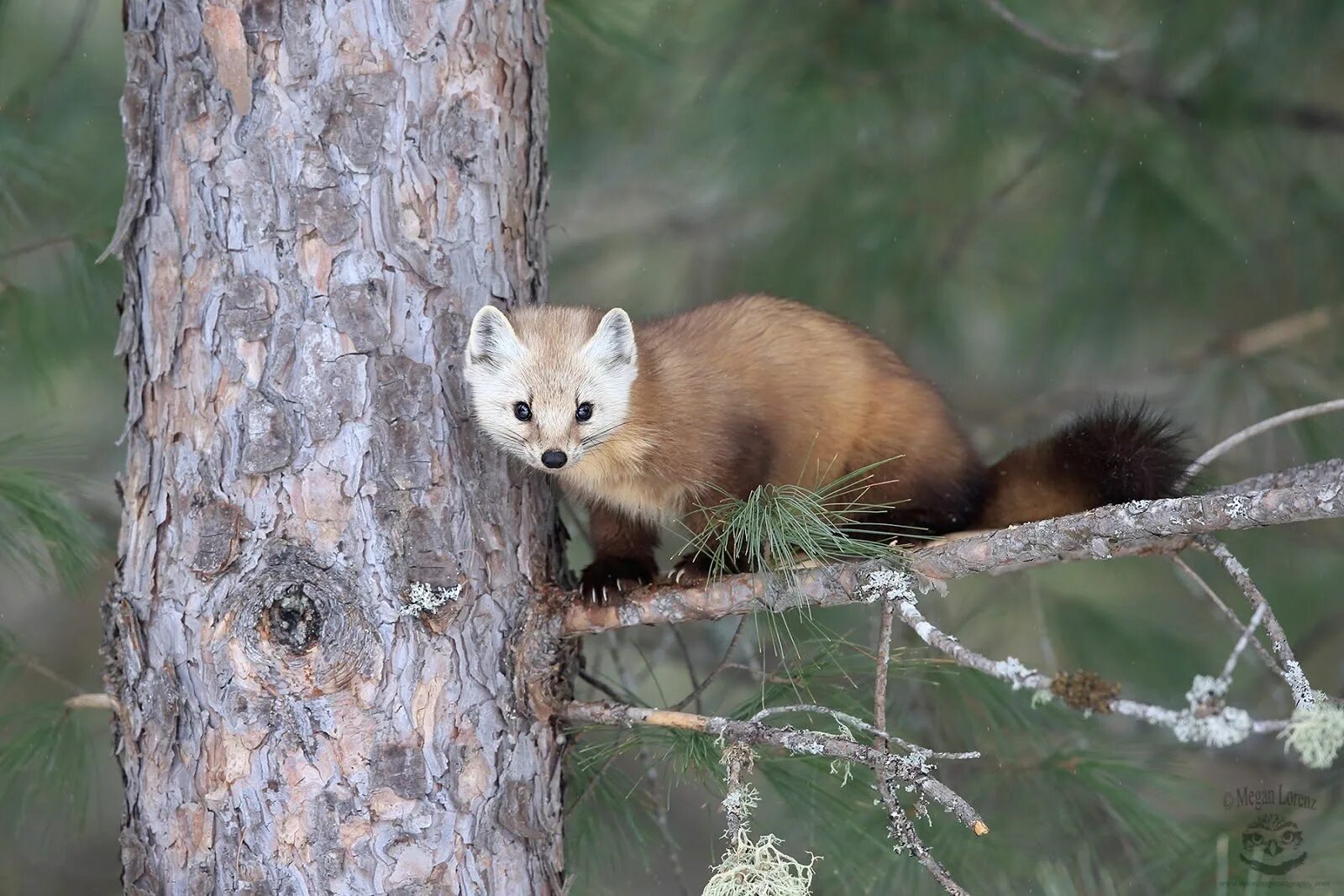 Лесная куница. Д соболи. Баргузинский соболь. Куница заповедника басеги. Соболь - martes zibellina.