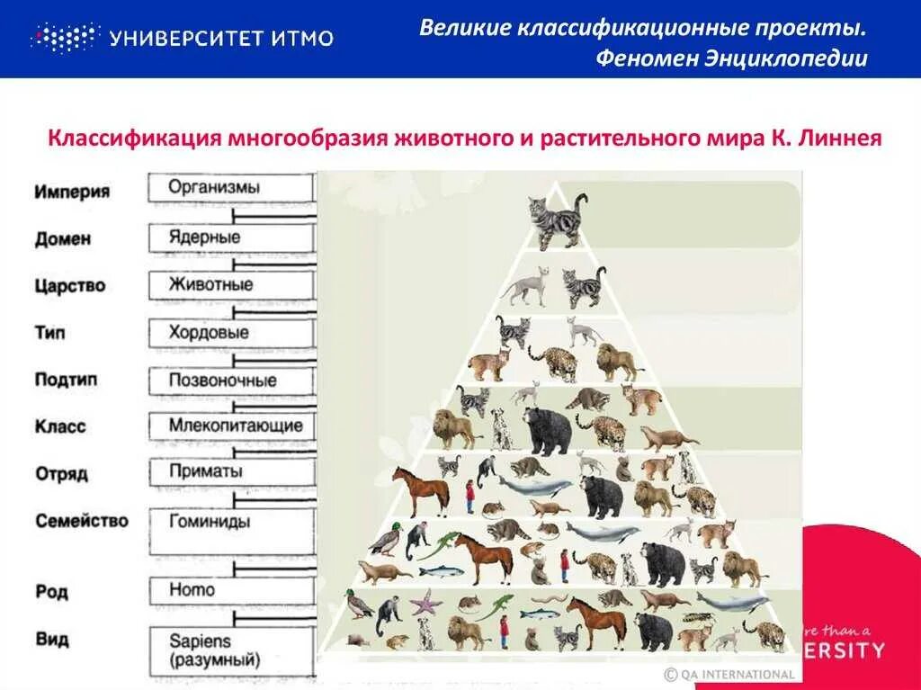 Иерархия природы. Схема биологической классификации живых существ. Классификация царства растений и животных. Иерархия царства животных. Классификация ;bdjnyjujмира.