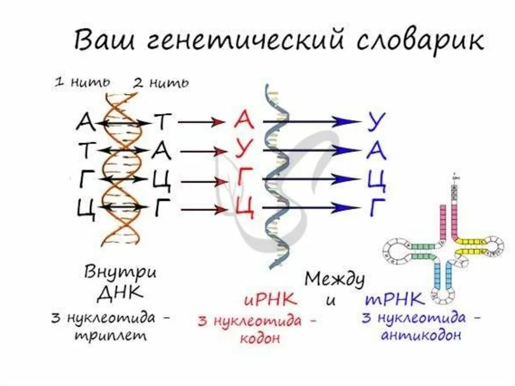 Как перевести ДНК В ИРНК. Таблица ДНК И РНК ТРНК. Перевести ДНК В РНК. Перевод из ДНК В РНК.