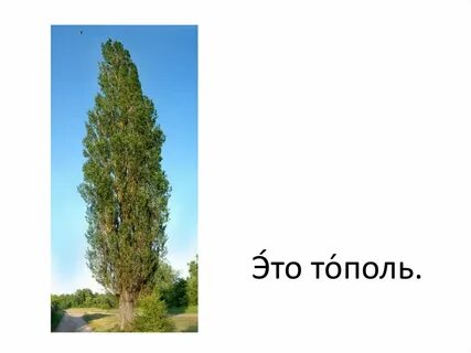 Пирамидальный тополь 5 букв