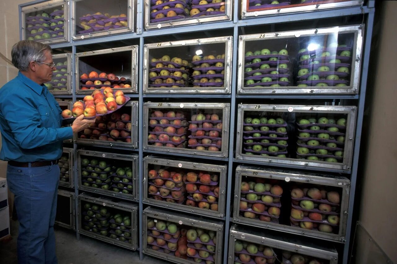 Холодильное хранение овощей. Хранилище для овощей и фруктов. Хранение овощей и фруктов на складах. Холодильник для хранения яблок. Хранилища для плодов и овощей.