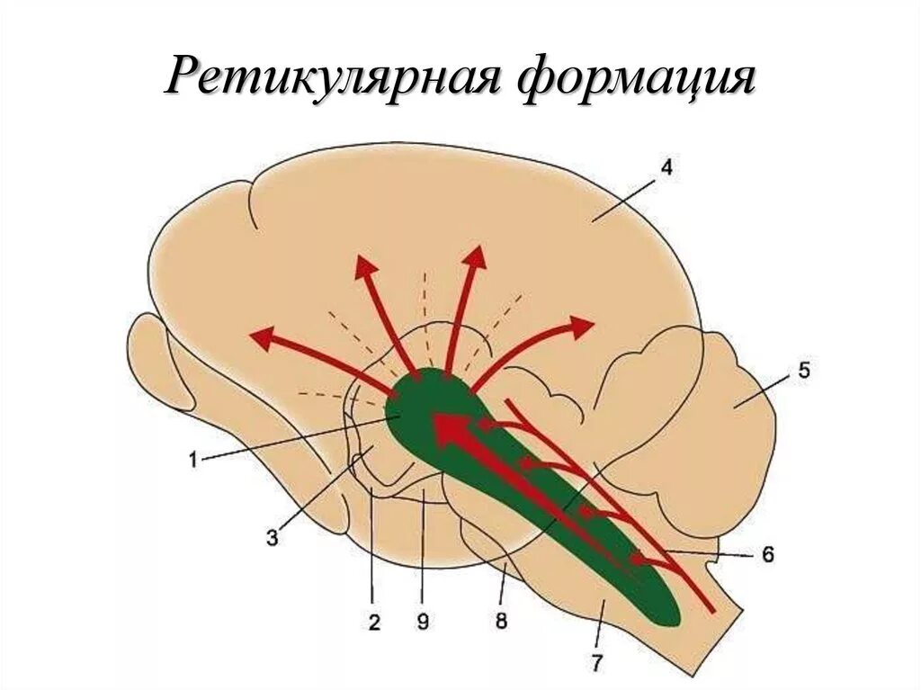 Ретикулярная формация ствола мозга. Ретикулярная формациястволамога. Ретикулярная формация ствола мозга отделы. Ретикулярные ядра ствола мозга.