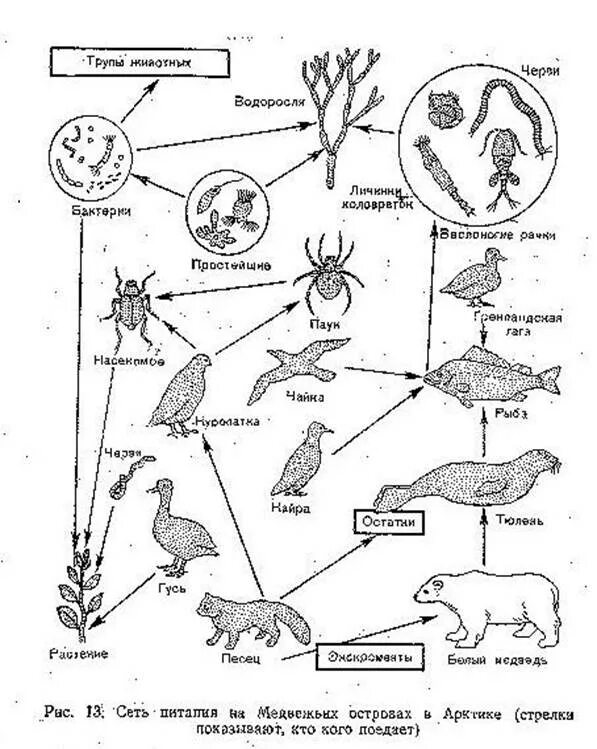 Пищевая сеть примеры. Пищевая сеть схема биология. Пищевая цепочка агроценоза. Пищевая сеть пустыни схема. Схема агроценоза пищевая цепочка.