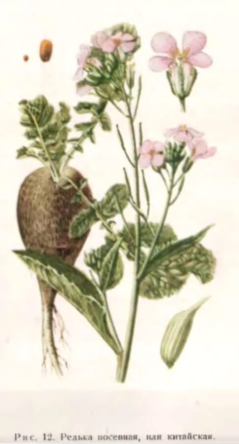 Raphanus sativus subsp. Свербига восточная плод. Редька посевная описание. Редька дикая и редька посевная. Редька описание.