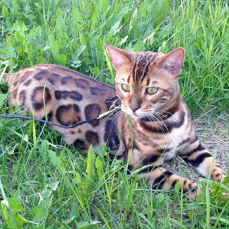 Бенгальская сколько живут. Кошка породы бенгал. Бенгальская кошка f5. Бенгальская леопардовая кошка. Порода Бенгальская кошка бенгальский кот.