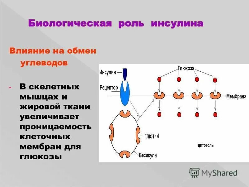 структурная нагрузка. структурные изменения в мышцах.