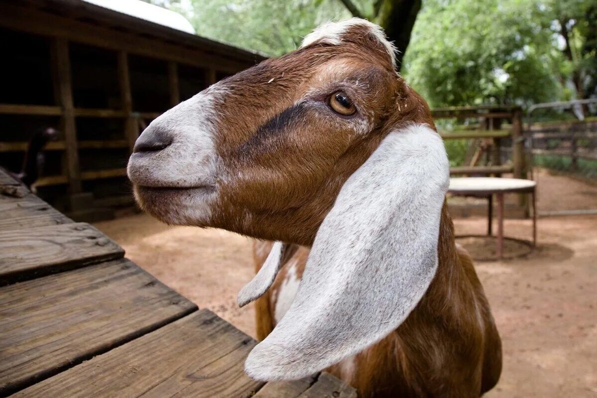Ушами порода козы. Нубийские козы Шами. Англо-нубийская коза. Козел англо нубийские козы. Нубийские козы с длинными ушами.
