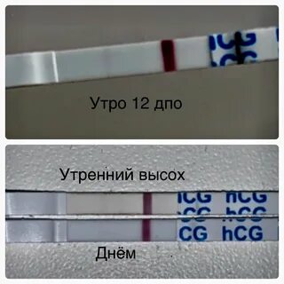 Сегодня 12 дпо, утренний тест в мокром виде четко дал слабую розовую, на вт...