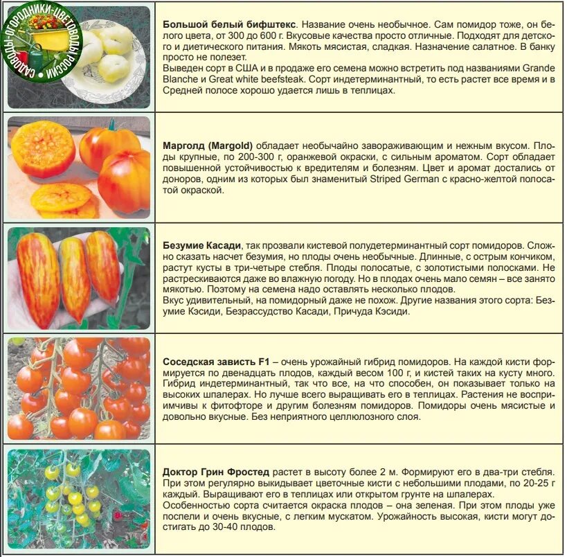 Сколько растут томаты. Таблица сортов томатов. Таблица сортов помидоров. Сорта помидор. Какие есть сорта томатов.