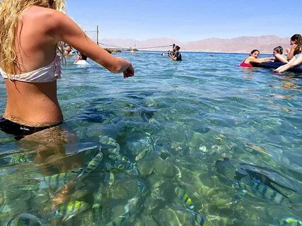 Купаться в красном море