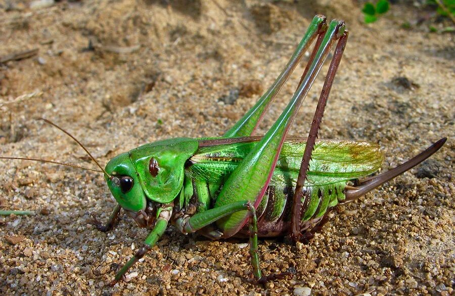 Кузнечик какие звуки издает 4. Кузнечиковые tettigoniidae. tettigoniidae - настоящие кузнечики. сем. tettigoniidae. кузнечика (семейство tettigoniidae - настоящие кузнечики)..