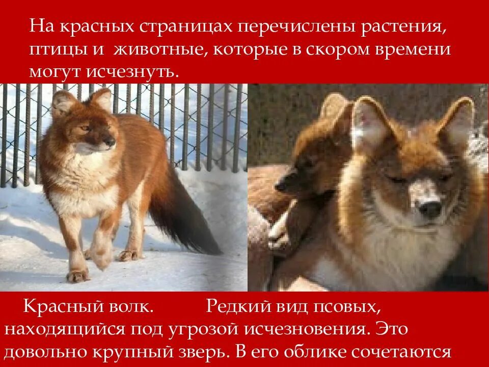 Красная книга россии. Животные. Животные и растения красных страниц. Страницы красной книги животные. Зеленые страницы красной книги россии.
