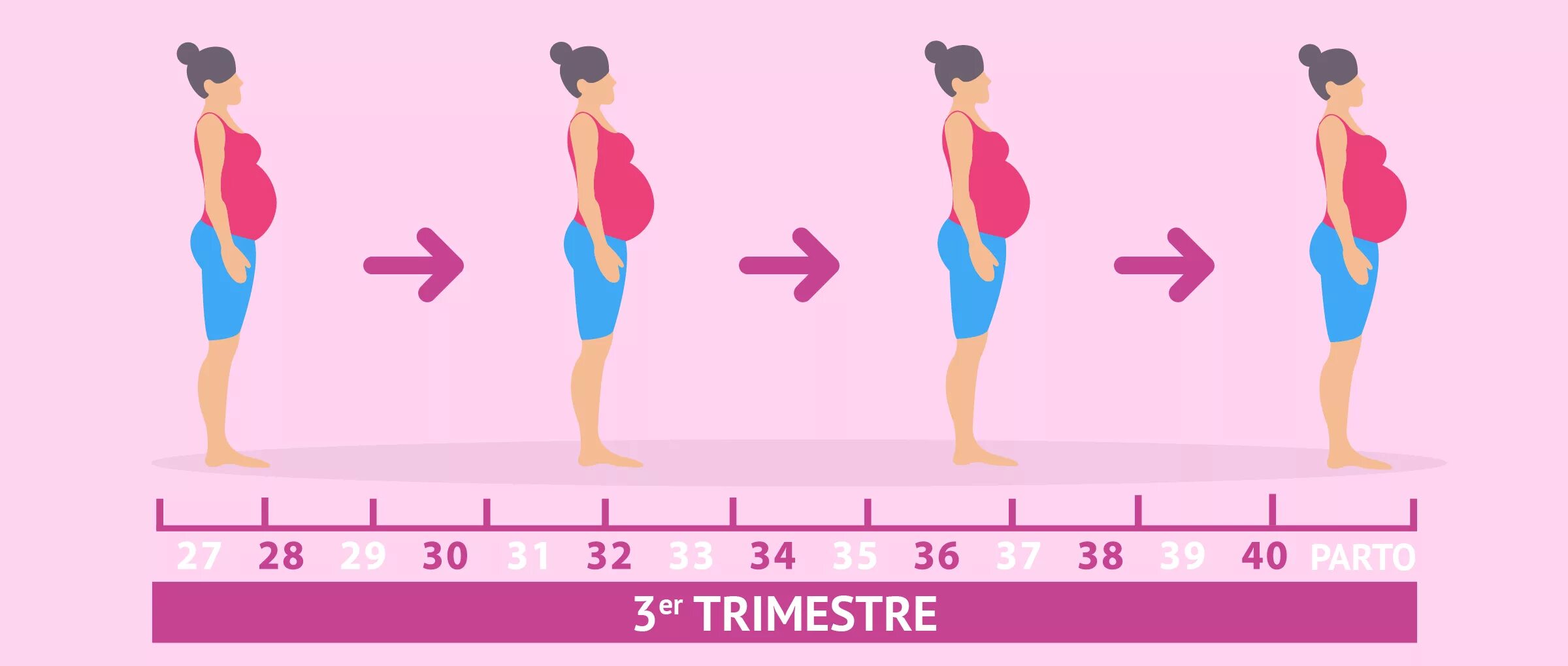 Живот по триместрам. Триместры беременности. Для беременных 1 триместр. 3 Триместр беременности. 1 2 3 Триместр беременности.