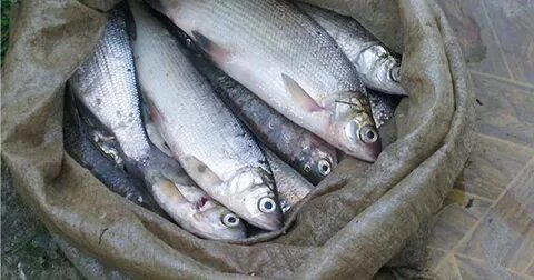 Пелядь рыба вкусная