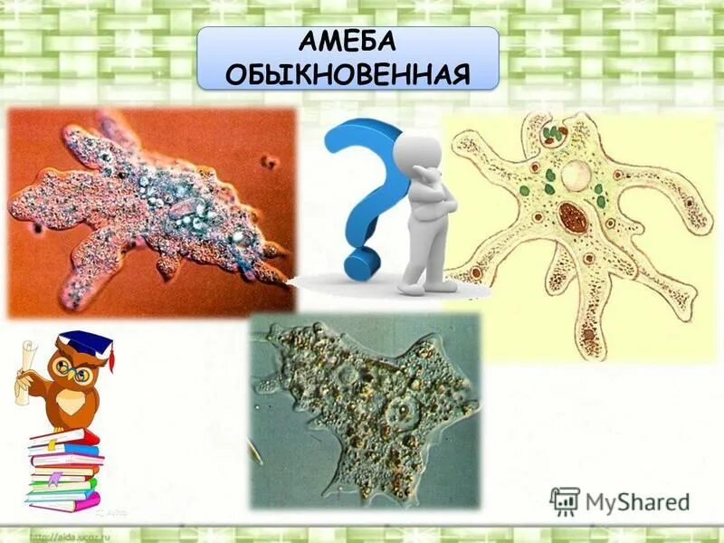 передвижение амебы обыкновенной. ложноножки у амёбы. эвглена зеленая и инфузория туфелька. строение клетки амебы обыкновенной. передвижение амебы обыкновенной.
