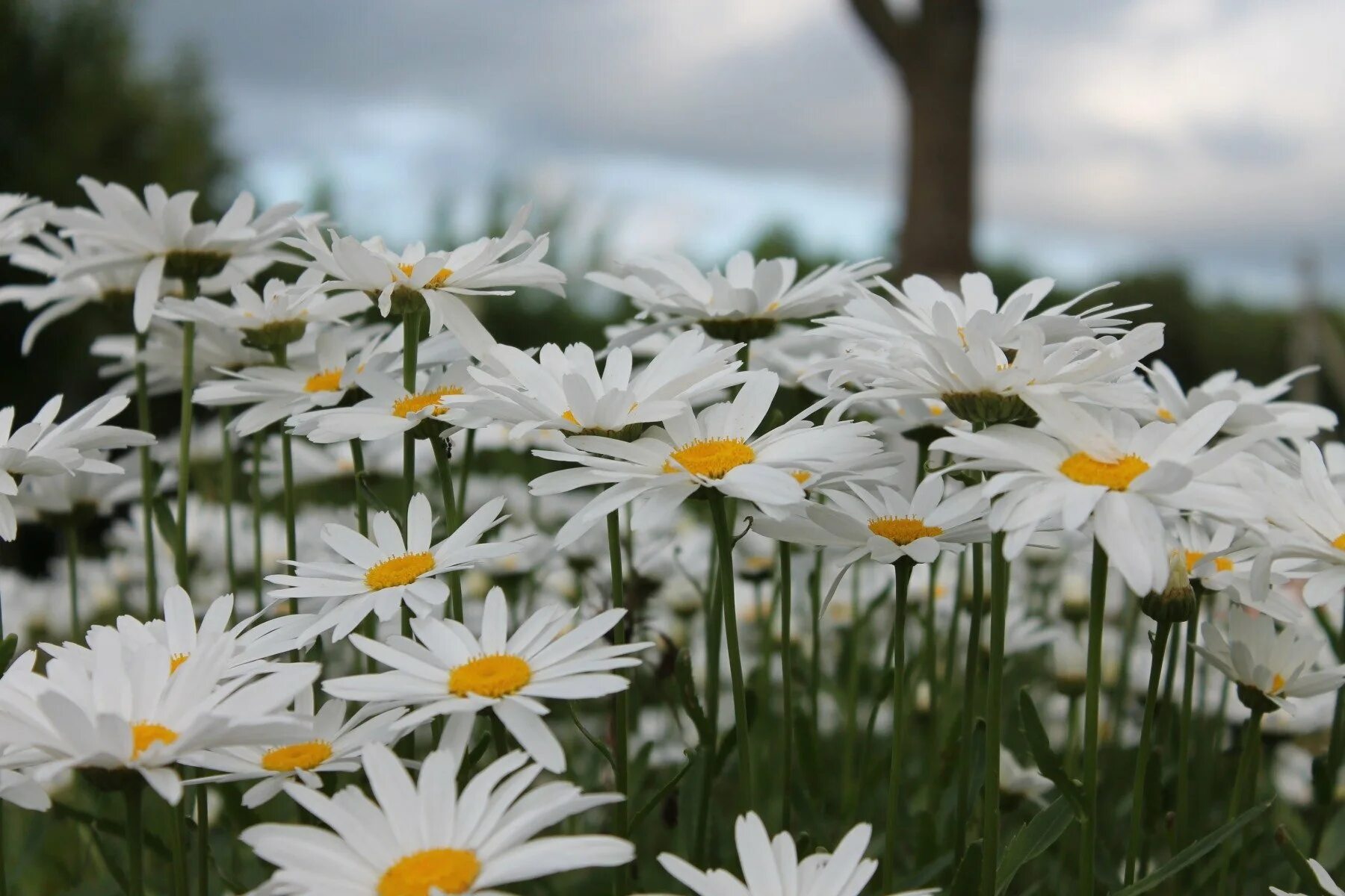Ромашковое поле минус. Грустное ромашковое поле. Байдарская долина ромашки. Природа россии ромашки. Ромашки.