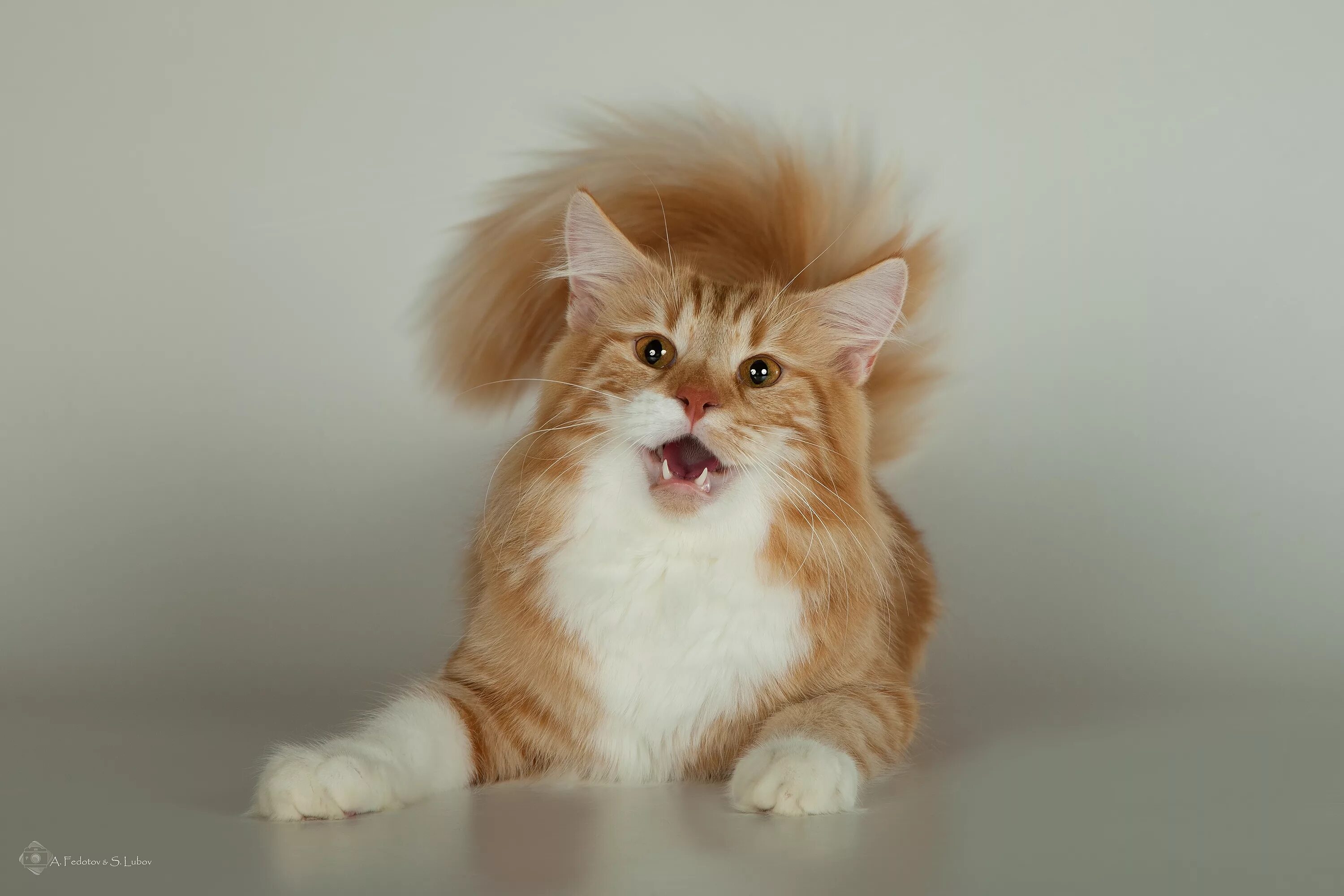 сибирская кошка рыжая длинношерстная. норвежская лесная кошка рыжего окраса. норвежская лесная кошка рыжая. норвежский лесной кот питомник рыжий. норвежский лесной кот рыжий.