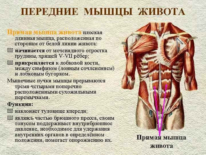 Прямые мышцы туловища. Прямые мышцы туловища