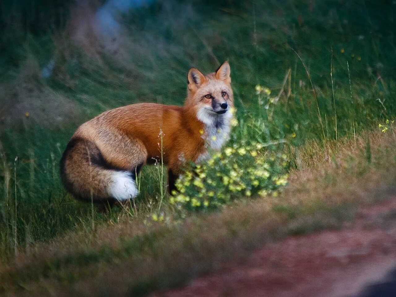 Seduce a fox