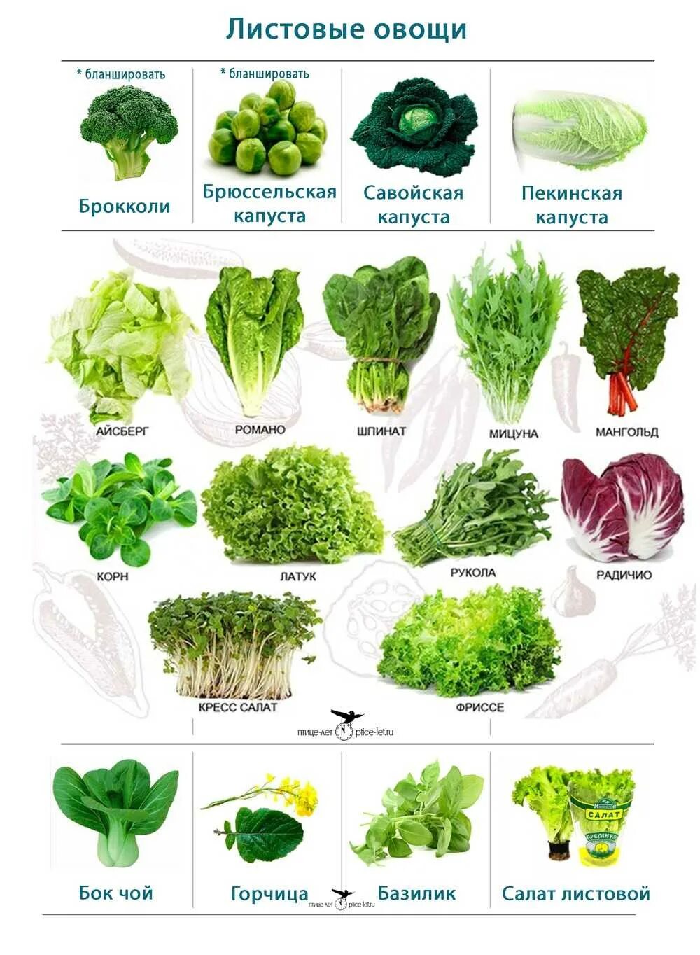 Green types. Зелёные листовые овощи список. Салатно Шпинатные овощи список. Разновидности салата листового. Виды салатов листовых.