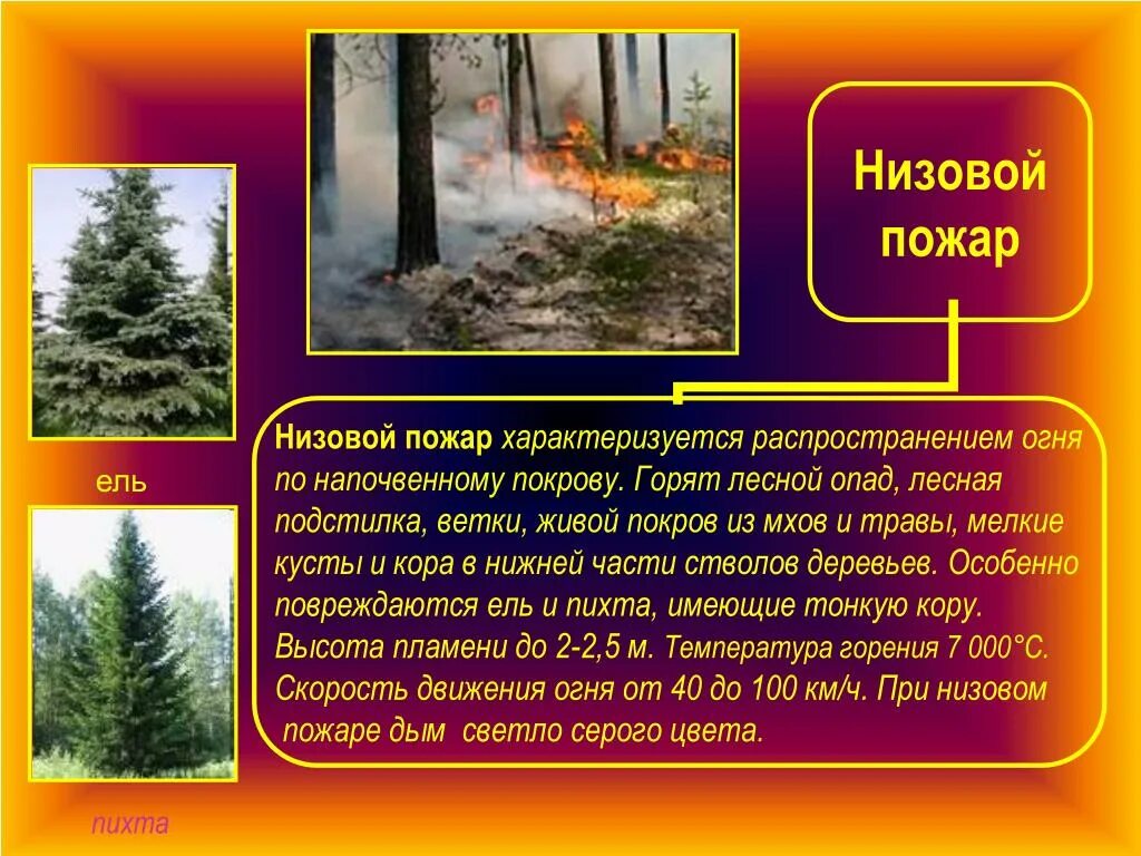 Что происходит при низовых лесных