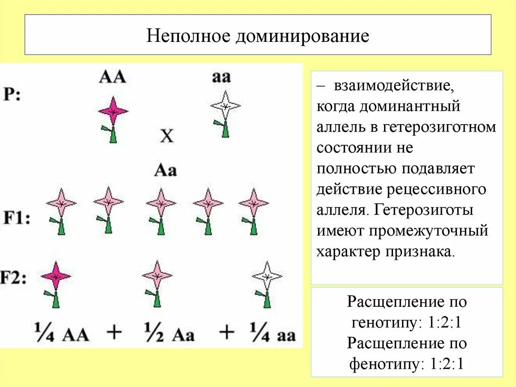 Неполное доминирование генетика. Неполное доминирование это в биологии. Неполное доминирование примеры. Не полеое доминирование. Принцип неполного доминирования