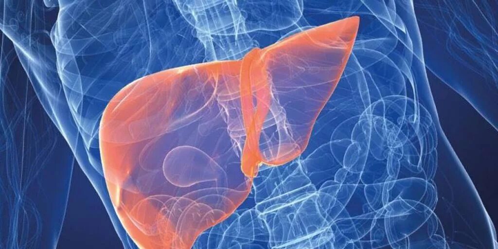 Нарушенинифункции печени. Причины поражения печени. Гормоны печени. Эндокринные структуры почки. Инфекционные поражения печени.