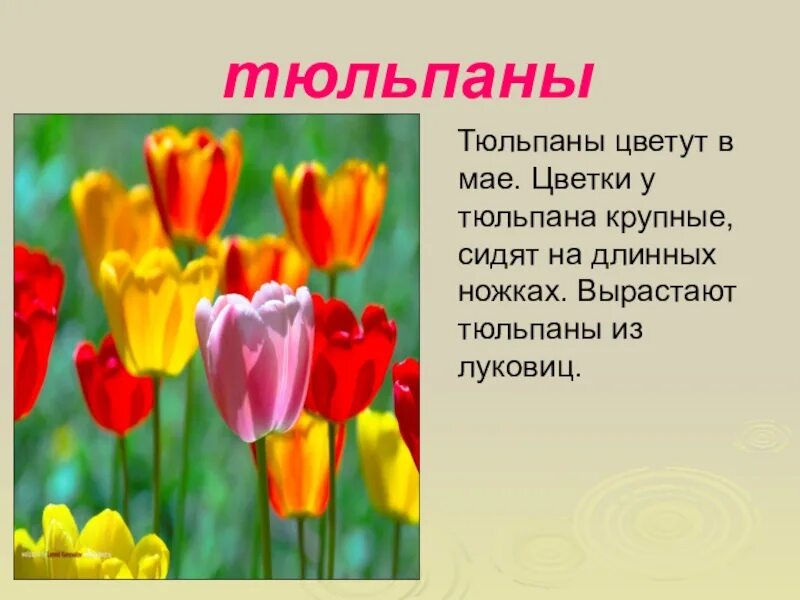 Информация детям о цветах