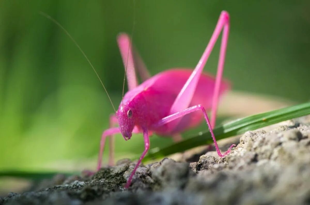 Катидид. Pink Katydid. Катидиды. Розовый Катидид. Розовые насекомые.