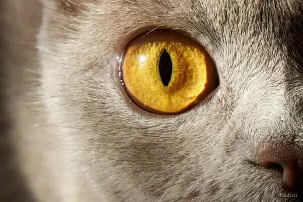 Желтыми как кошачьи глаза какое средство. Кот с желтыми глазами. Желтый цвет глаз у кошек. Желтые глаза картинки. Киса желтые глаза.