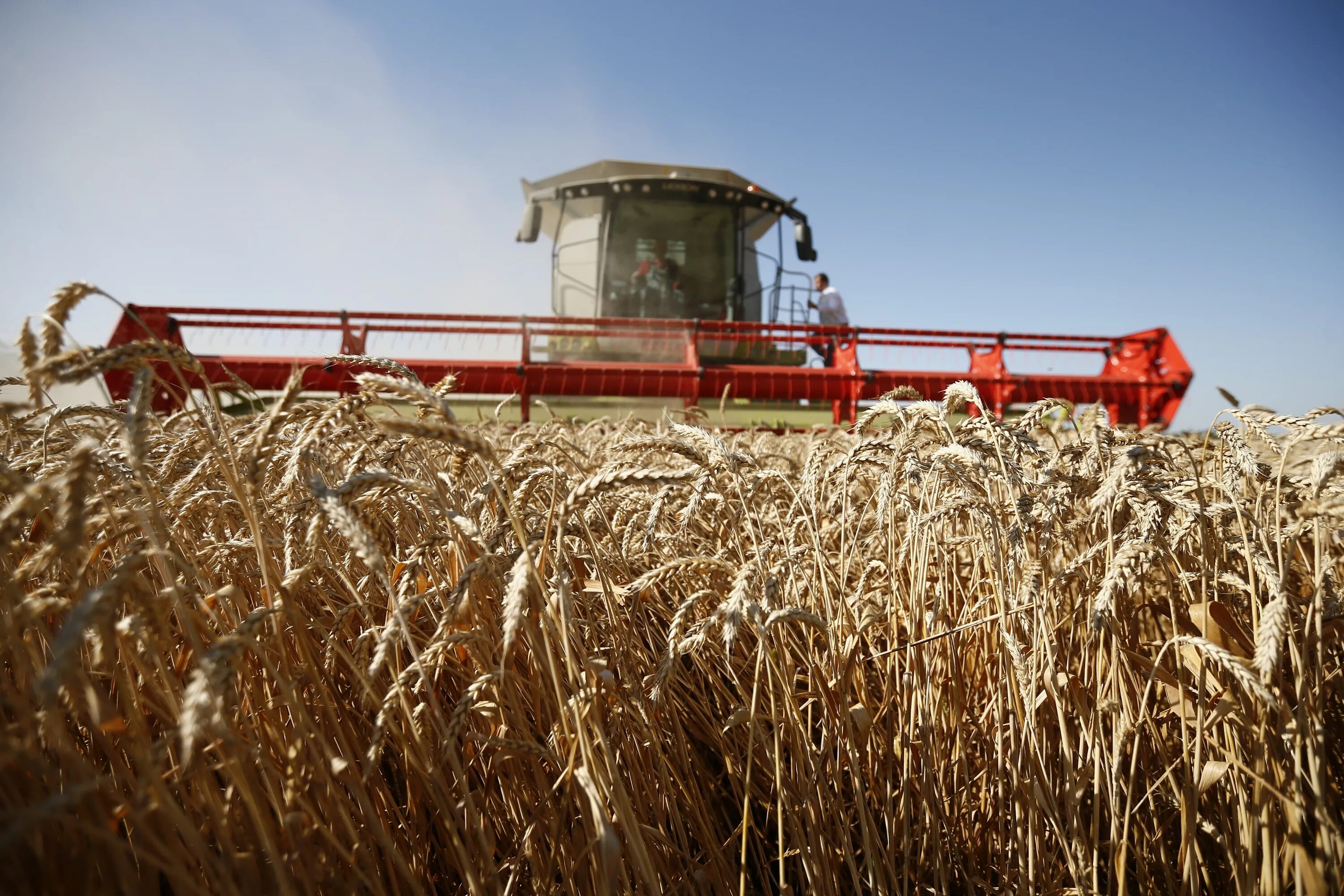 Сельское хозяйство растениеводство. Развитие зернового хозяйства. Апк сельское хозяйство. Развитие зернового хозяйства. Развитие зернового хозяйства.