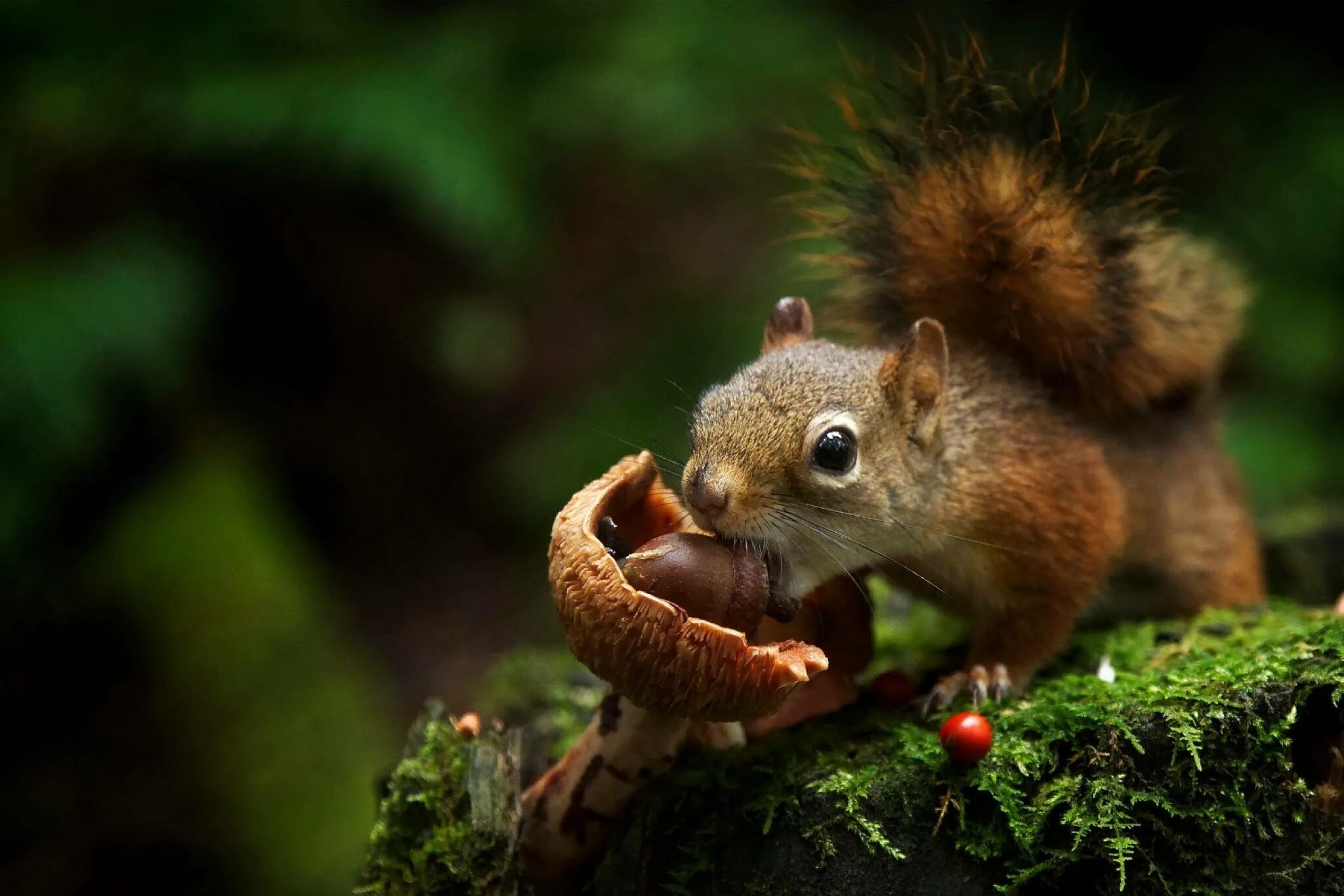 Рацион бурого медведя. Бобр речной обыкновенный. Шишка елки. Белочка грызет орешки. Белка питается шишками.